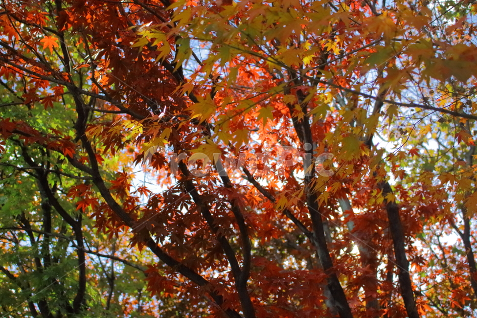 가을,단풍,가로수,나무,단풍잎,가을,계절,fall,autumn,season,식물,자연,plants,nature,나무,trees,wood,plant,leaf,잎,tree,maple