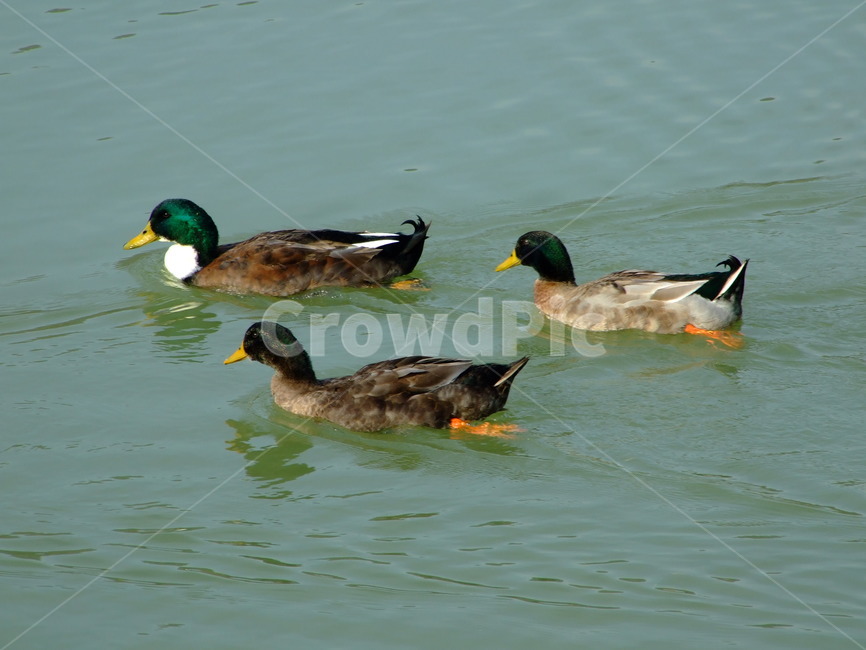 오리,물오리,호수,풍경,시골,동물,animal,조류,새,birds