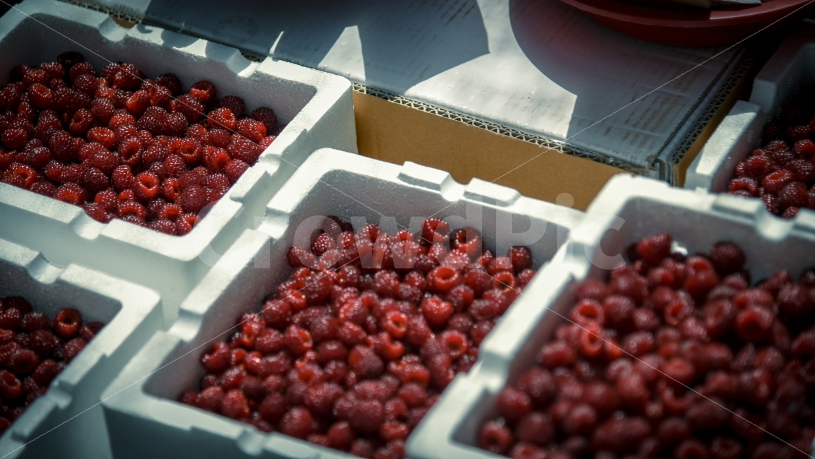 산딸기,과일,시장,붉은빛,딸기,음식,식재료,요리,food,cook,meal,dishes,food reserves,과일,열매,fruit