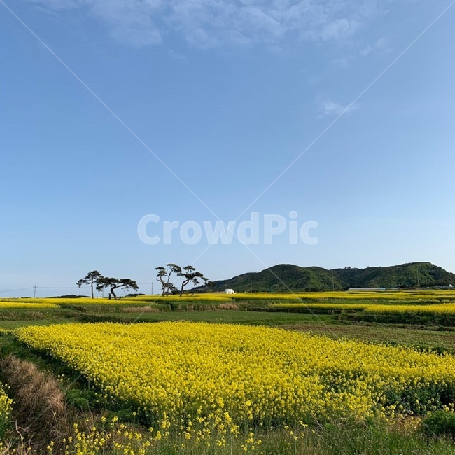 유채꽃,포항,구룡포,호미곶,하늘,sky,노랑