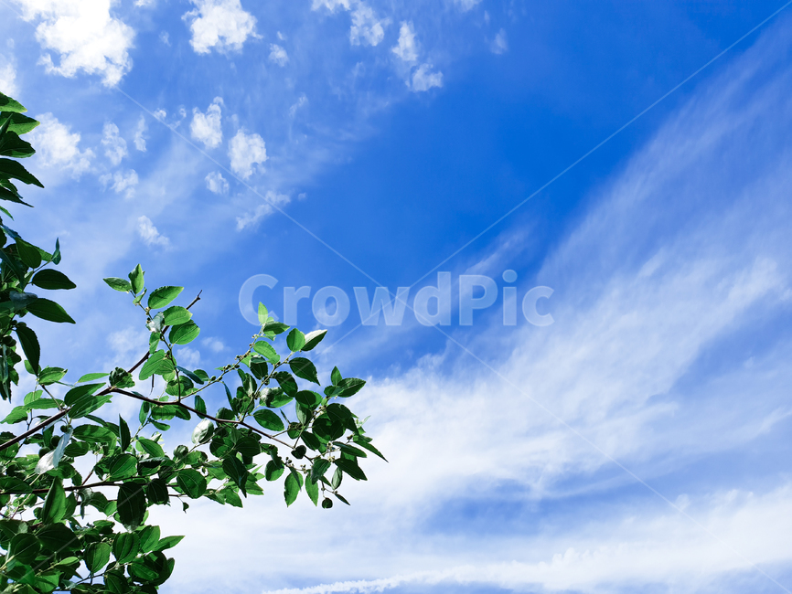 하늘,sky,자연,nature,푸른,푸르른,청명한,구름,야외,outdoors,파란하늘,푸른하늘,나뭇잎,나무,맑은,blue,bluesky,자연,풍경,nature,landscape