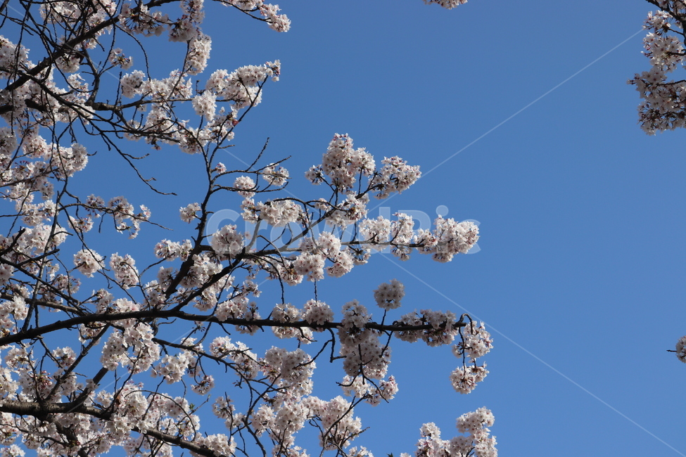 4월,봄,하늘,맑음,벚꽃,sky,flower,spring,꽃내음,봄,계절,spring,season,식물,자연,plants,nature,꽃,flower,plant,blossom