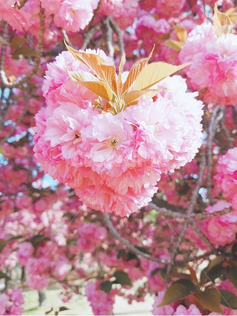 겹벚꽃,왕벚꽃,봄,벚꽃,꽃,식물,자연,plants,nature,꽃,flower