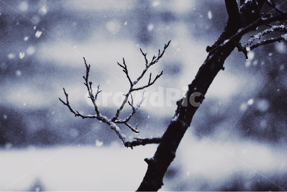 아침,겨울,자연,눈,나무,landscape,한국자연풍경,koreanaturelandscape,sensible,plant,trees,wood,winter,겨울,계절,winter,season,감성,sensible,feeling