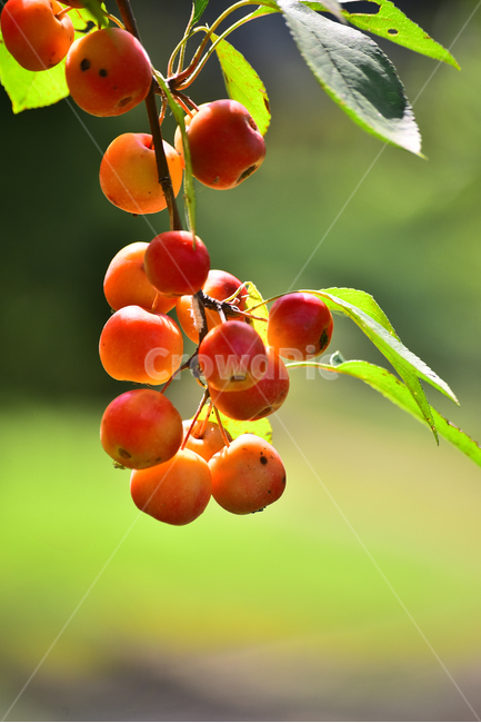 사과,애기사과,능금,과일,식용,음식,푸드,apple,fruit,간식,디저트,먹거리,구연산,달콤,새콤,나무열매,열매,food,plant,배경,바탕,백그라운드,background,빨강색,레드,식물,과일,열매,fruit