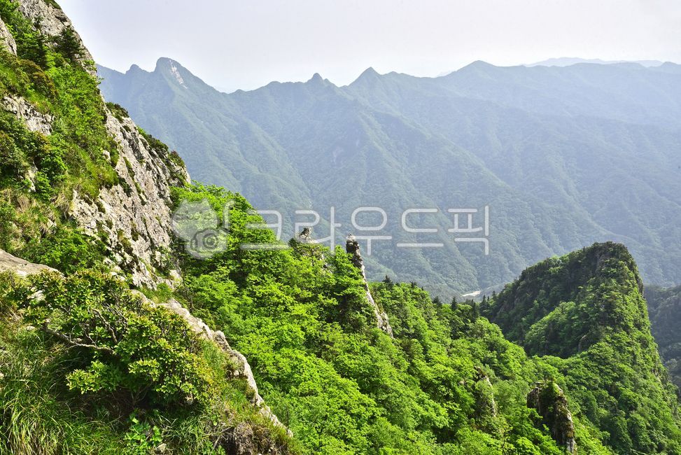 설악산,한국자연경관,산,국립공원,암봉,벼랑,낭떠러지,절벽,능선,마운틴,자연,산등성이,봉우리,높은산,산맥,mountain,tree,nature,environment,환경,배경,바탕,백그라운드,야외,옥외,아웃도어,힐링,고산준봉,신록,녹음,계절,시즌,첩첩산중,서북능선,외설악