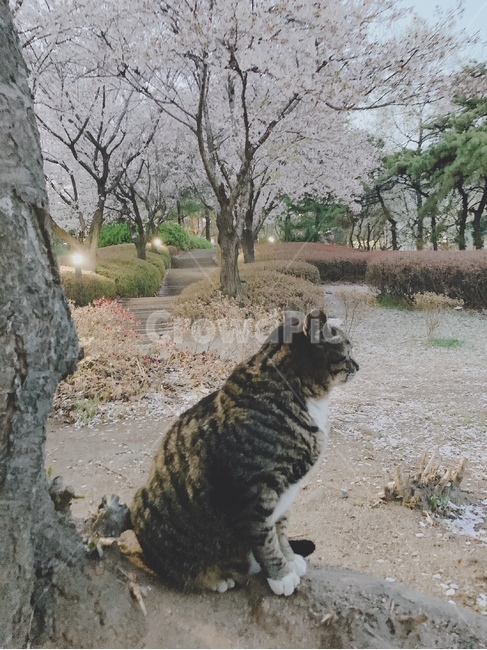 고양이,벚꽃,산책,나무,공원