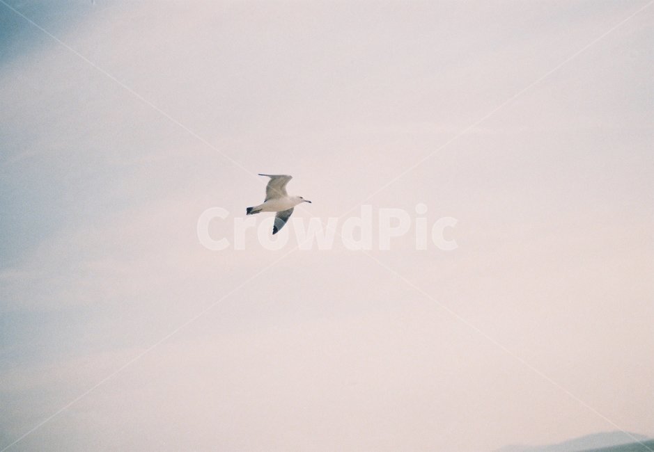 갈매기,하늘,새,해변가,필름사진,bird,seagull,gull