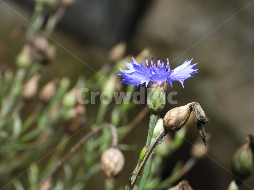 꽃,꽃잎,녹색,자연,식물,식물,자연,plants,nature,꽃,flower
