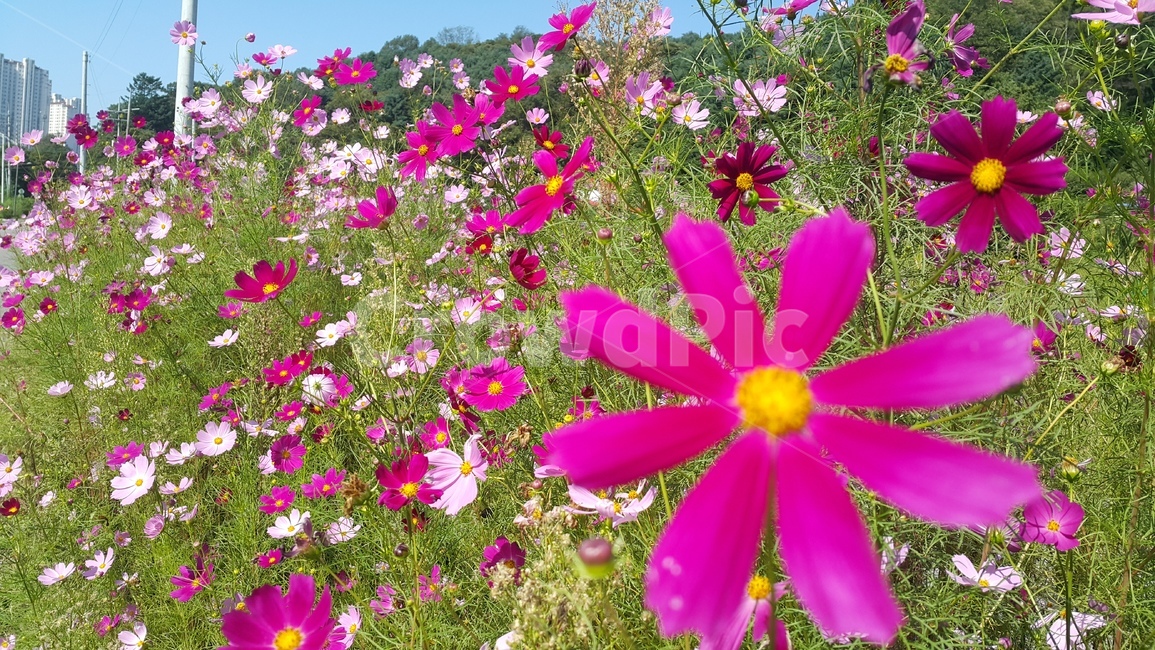 식물,petal,꽃잎,blossom,꽃,코스모스,가을,계절,fall,autumn,season,식물,자연,plants,nature,꽃,flower,plant