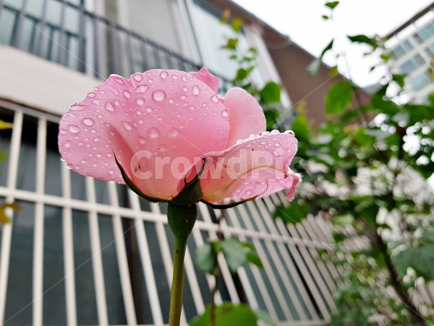 장미,분홍장미,비와장미,봄,장미와물방울
