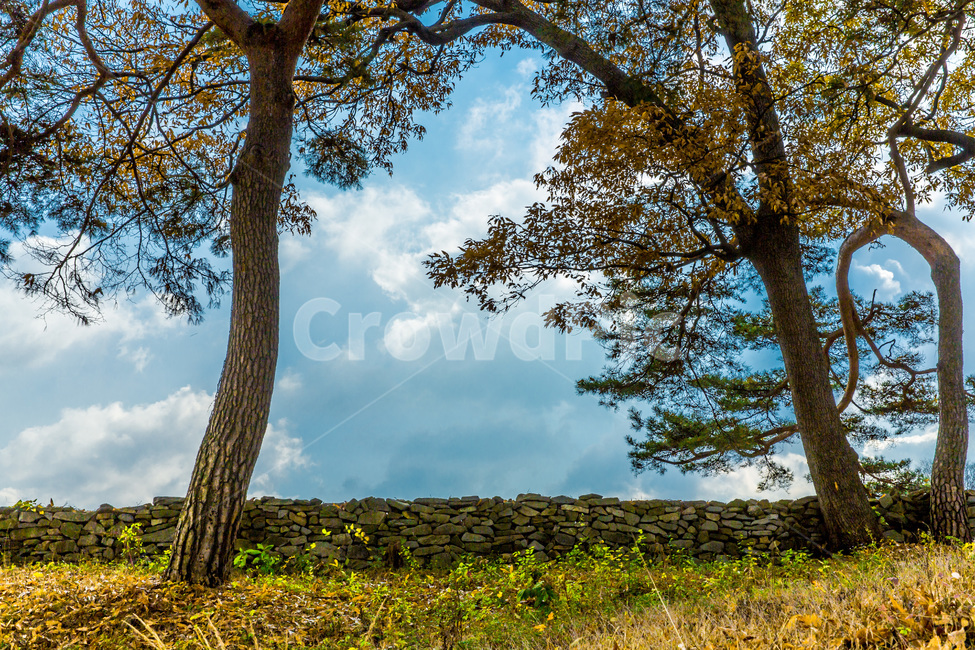 돌담,고목,낙엽,가을,느티나무,가을,계절,fall,autumn,season,자연,풍경,nature,landscape,식물,plants,나무,trees,wood,tree,plant,tree trunk,나무 줄기,outdoors,옥외,grassland,목초지,field,들