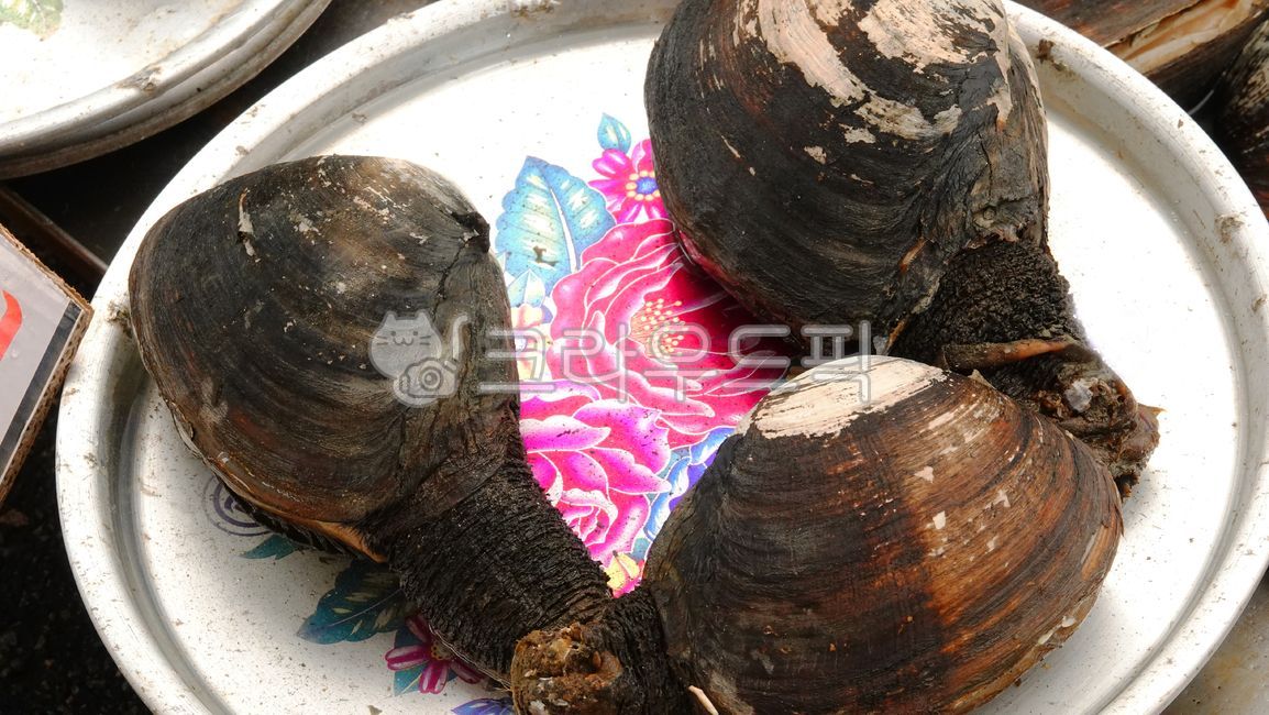 코끼리조개,조개,해물,해양생물,먹거리,동물,animal,음식,무척추동물,seafood,seashell