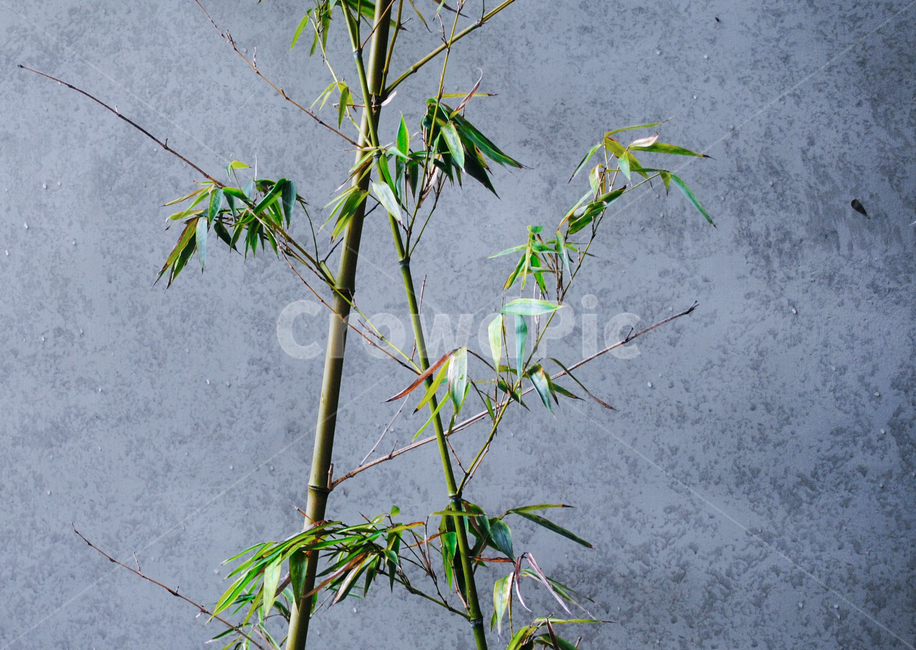 대나무,콘크리트,시멘트,자연,bamboo,녹색,초록,배경,nature,background,backdrop,질감,벽,회벽,재질,texture,텍스처,자연물,시원한,green,식물,자연,plants,nature,나무,trees,wood