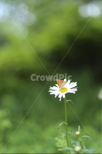 샤스타데이지,꽃,나비,봄,흰색꽃,초록,식물,자연,plants,nature,꽃,flower,동물,animal,곤충,벌레,insect,bug