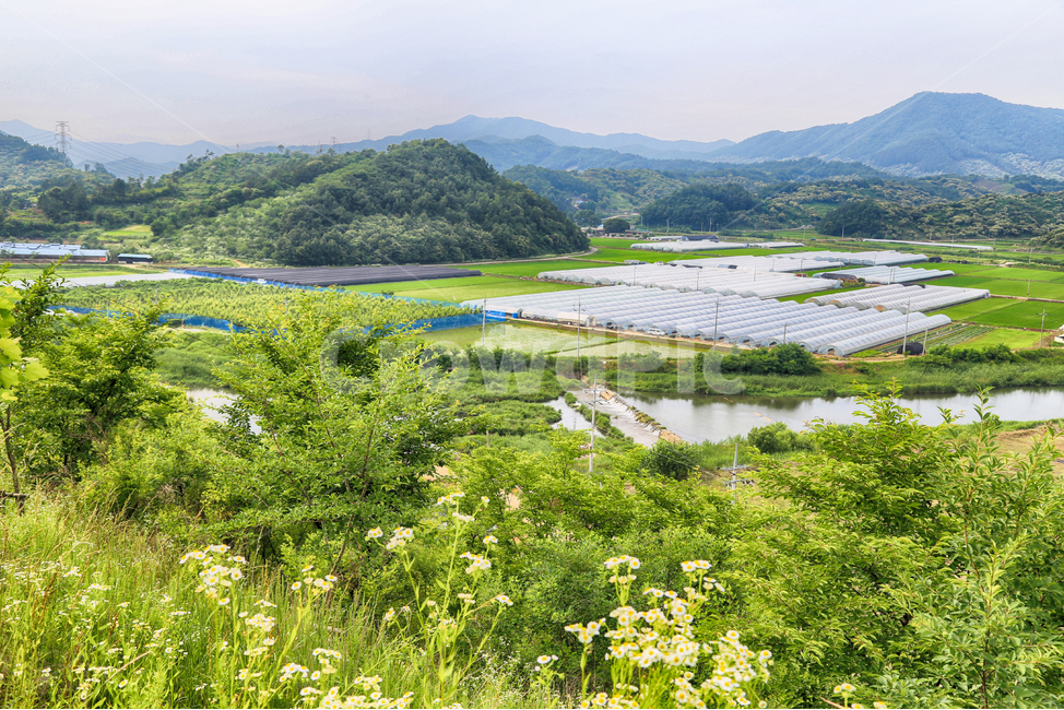 비닐하우스,하우스,하우스재배,하우스단지,비닐,자연,풍경,nature,landscape,시골,마을,country,rural,town,산업,industry,industrial,농업,농사,agriculture,farming,farming industry,outdoors,옥외,field,들