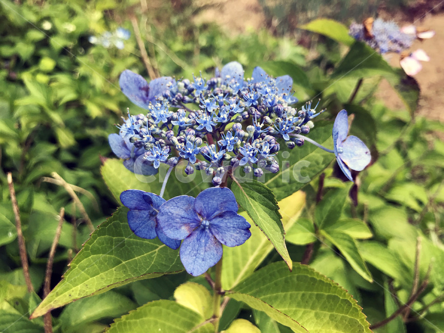 자연,꽃,수국,산수국,nature,flower,hydrangea
