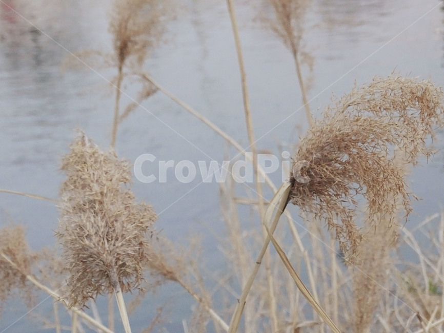억새,가을,억새풀,갈대,벼,가을,계절,fall,autumn,season,식물,자연,plants,nature,grass,잔디,plant,lawn,reed