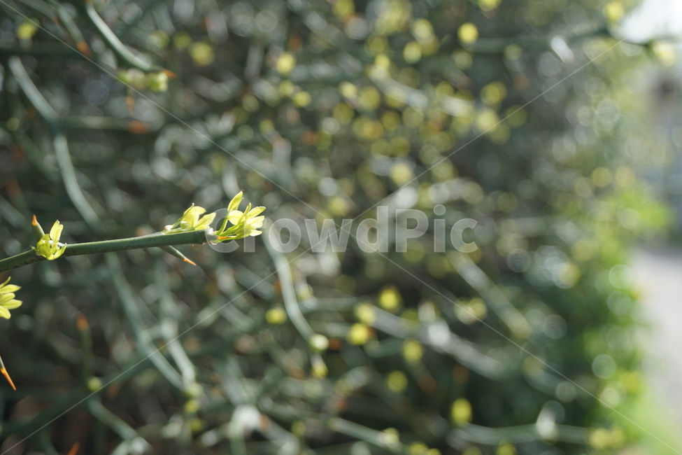 봄,4월,녹색,탱자나무,탱자가시,가시나무,새순,봄,계절,spring,season,식물,자연,plants,nature,plant