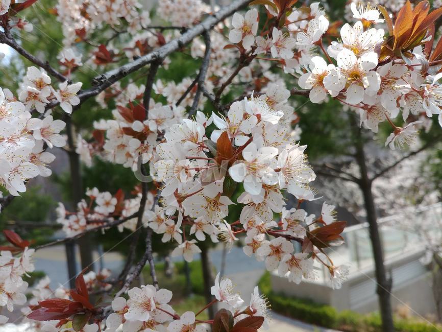 벚꽃,봄,자연,꽃,배경