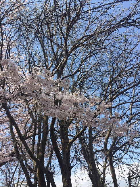벚꽃,cherryblossom,벚나무,꽃잎,분홍색꽃,봄에피는꽃