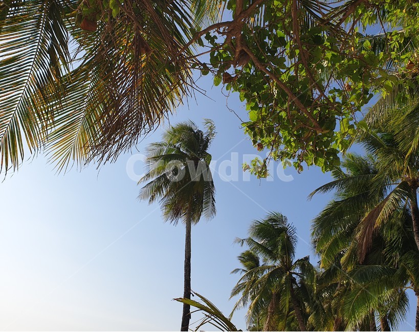 야자수,하늘,맑은하늘,sky,tree,자연,풍경,nature,landscape,summer,여름,나무,palm tree,plant,식물