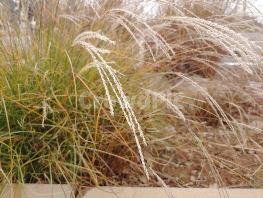 갈대,reed,자연,풀,가을,야외,식물,가을,계절,fall,autumn,season,plant,grass,잔디
