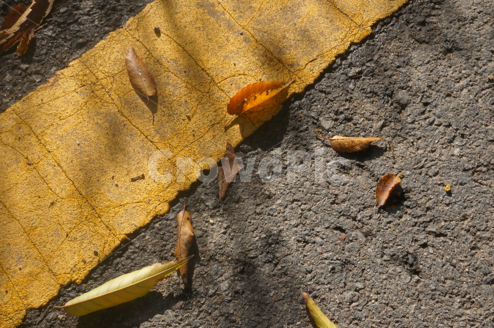 가을,낙엽,길,도로,길바닥,운전,가을,계절,fall,autumn,season,leaf,잎,plant,식물