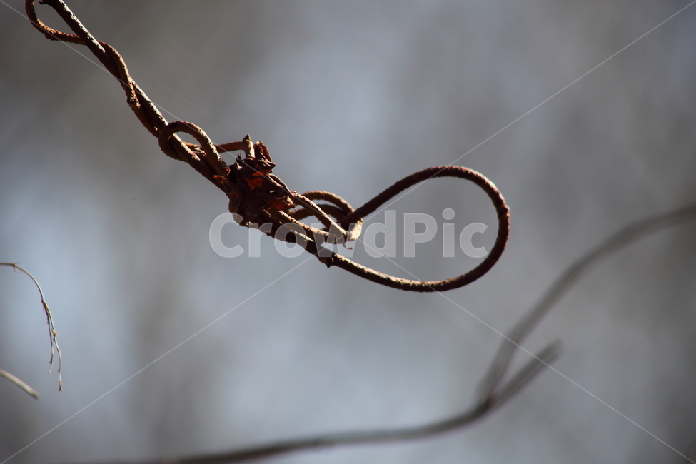 덩굴식물,가을,climbingplant,미역줄나무,tripterigium,식물,자연,plants,nature