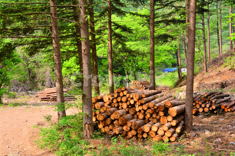 산업,벌목지대,벌목,나무,목재,임업,숲,산속,침엽수,나이테,단면,우드,wood,tree,forestry,industry,적재,쌓다,보관,간벌,자연,풍경,nature,landscape,lumber,재목