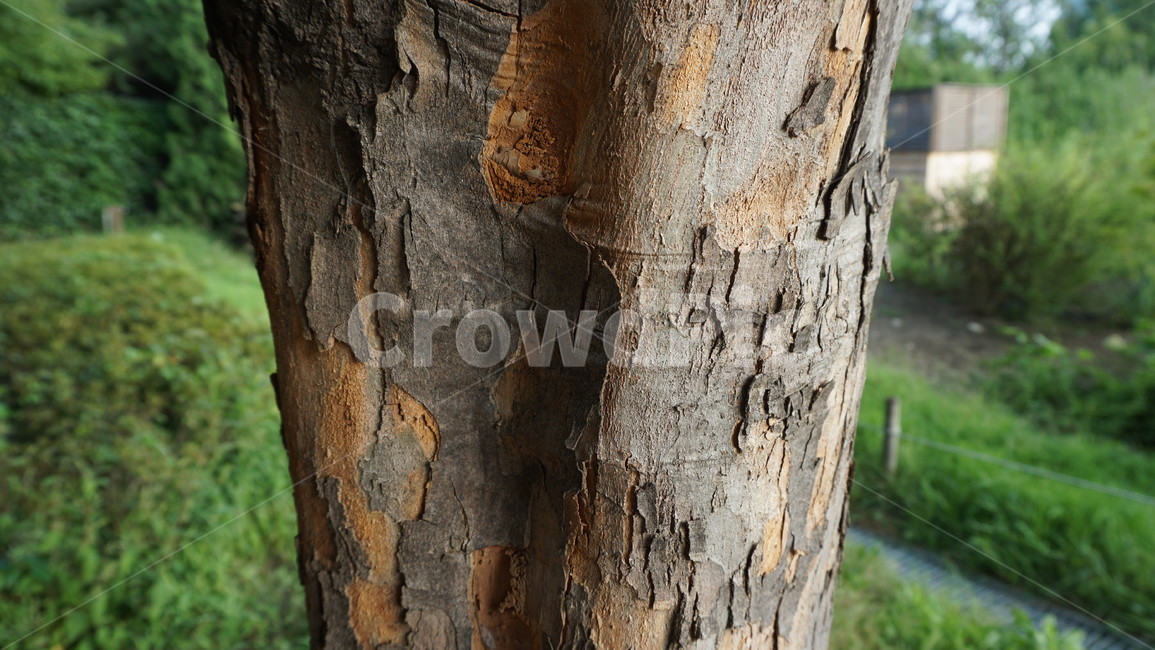 tree,나무줄기,나무껍질,나무,나이테,식물,treetrunk,서울숲,숲,자연,고목,plant,배경화면