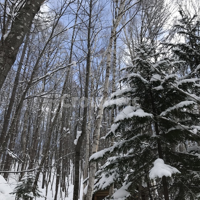 tree,fir,전나무,나무,plant,식물,눈,snow,겨울,계절,winter,season,자연,풍경,nature,landscape