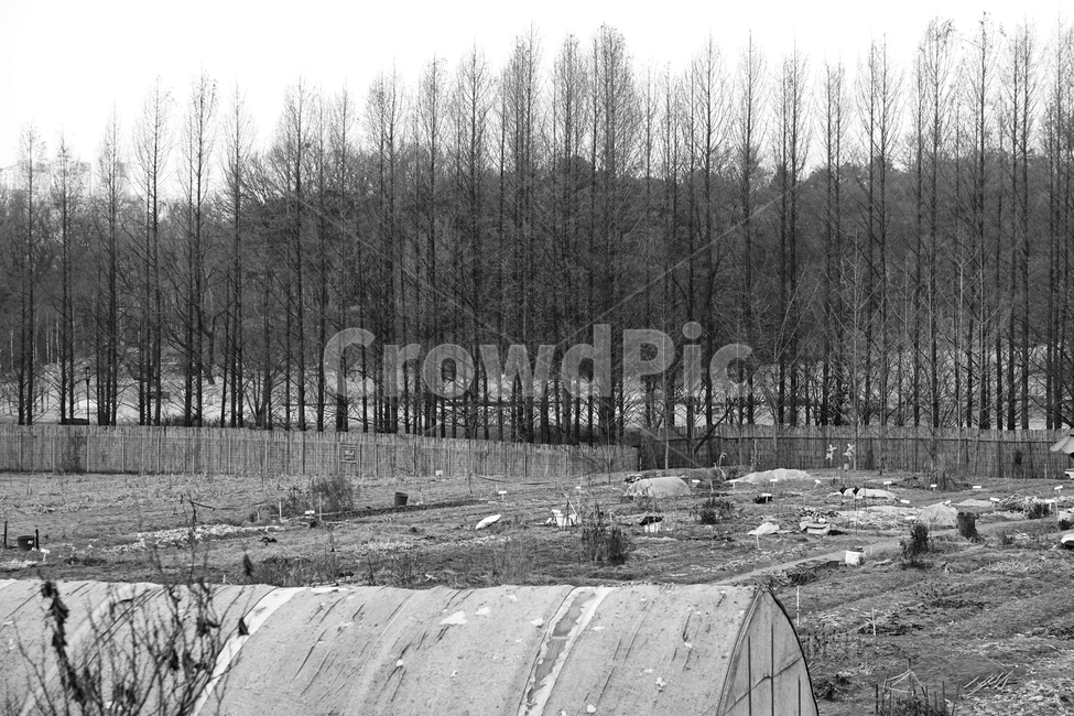겨울,나무,흑백,빈티지,추상,감성,blackandwhite,cold,plant,nature,자연,자연,풍경,nature,landscape,흑백,모노톤,monochrome,black and white,outdoors,옥외,water,물,river,강