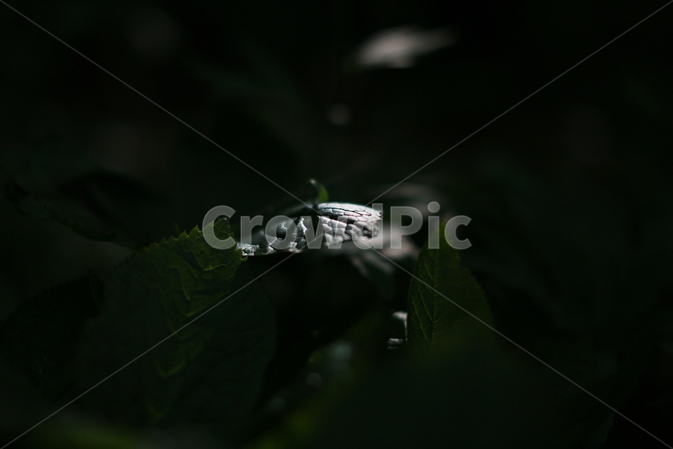 잎,푸른색,식물,나뭇잎,감성사진,빛,식물,자연,plants,nature