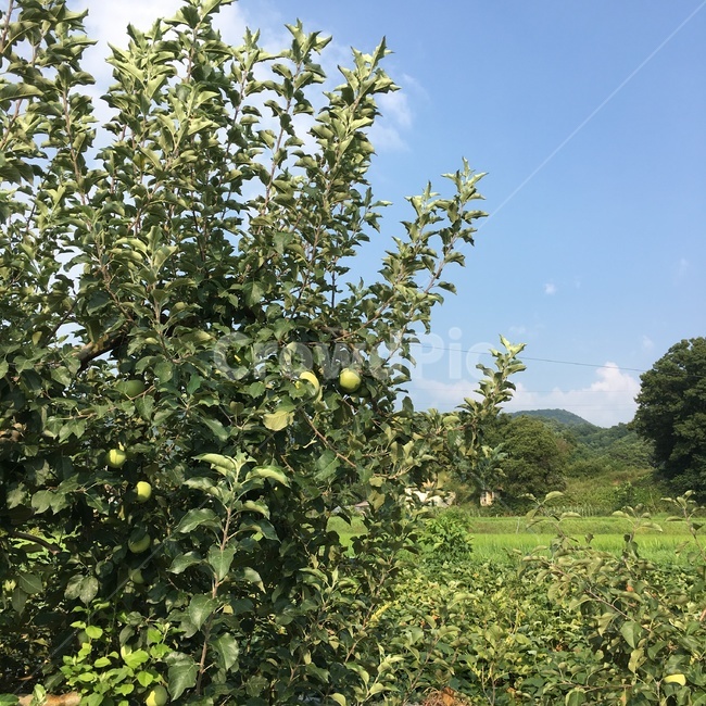 여름,사과,사과나무,초록,풋사과,자연,풍경,nature,landscape,plant,식물