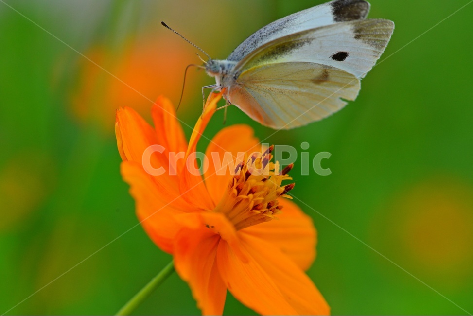 flower,sprout,새싹,bud,싹,blossom,꽃,plant,식물,노랑코스모스,노랑,나비,식물,자연,plants,nature