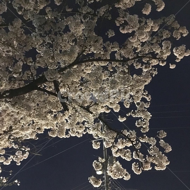 식물,plant,벚꽃,사쿠라,야경,밤,꽃,꽃구경,봄,봄,계절,spring,season