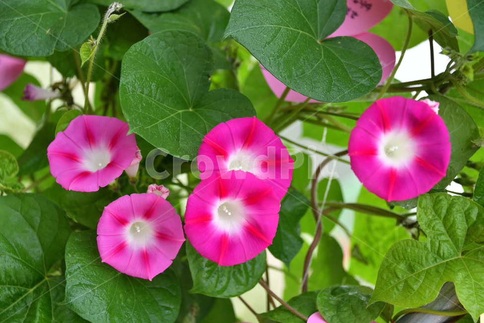 나팔꽃,오형제,나팔,합창,어울림,식물,자연,plants,nature,꽃,flower