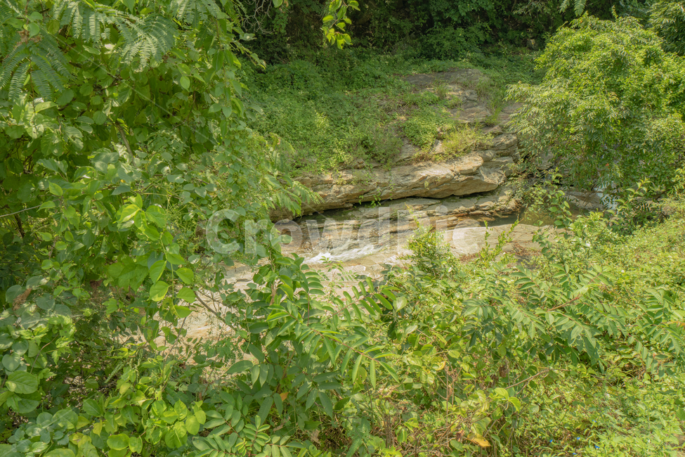 나무,물,계곡,초목,vegetation,식물,plant
