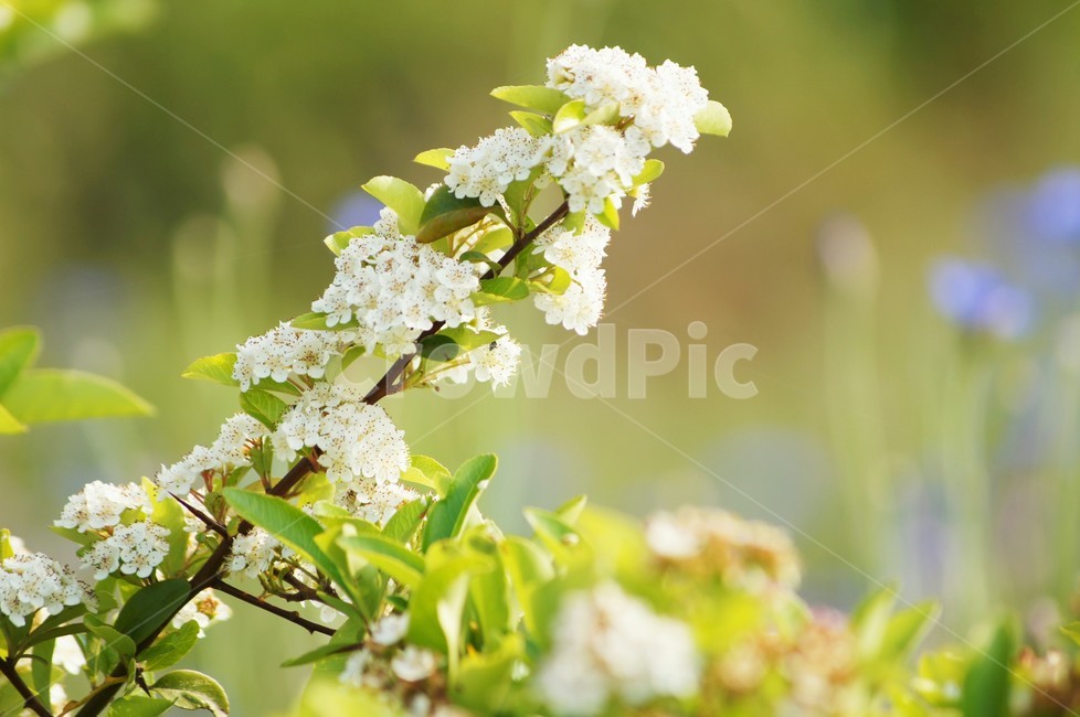 꽃,흰색,아름다운,flowers,봄,spring,화려한,fancy,white