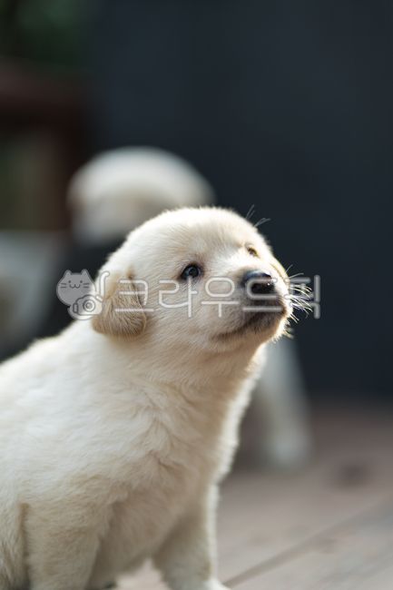 labradorretriever,래브라도리트리버,포유류,동물,애완동물,dog,개,pet,동물,animal,포유류,mammal,개,강아지,dog,doggy