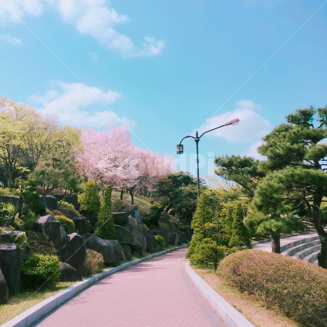 봄,벚꽃,골목길,봄날,맑음,날씨,따뜻함,힐링,향긋함,flower,봄,계절,spring,season,자연,풍경,nature,landscape,plant,식물