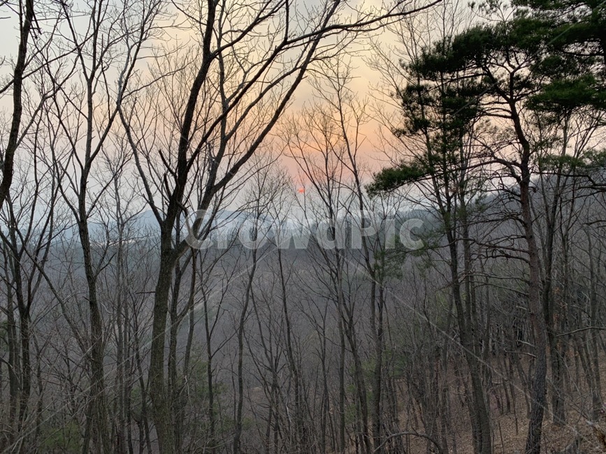 소나무,나무,노을,뒷산,가을산,자연,풍경,nature,landscape,outdoors,옥외