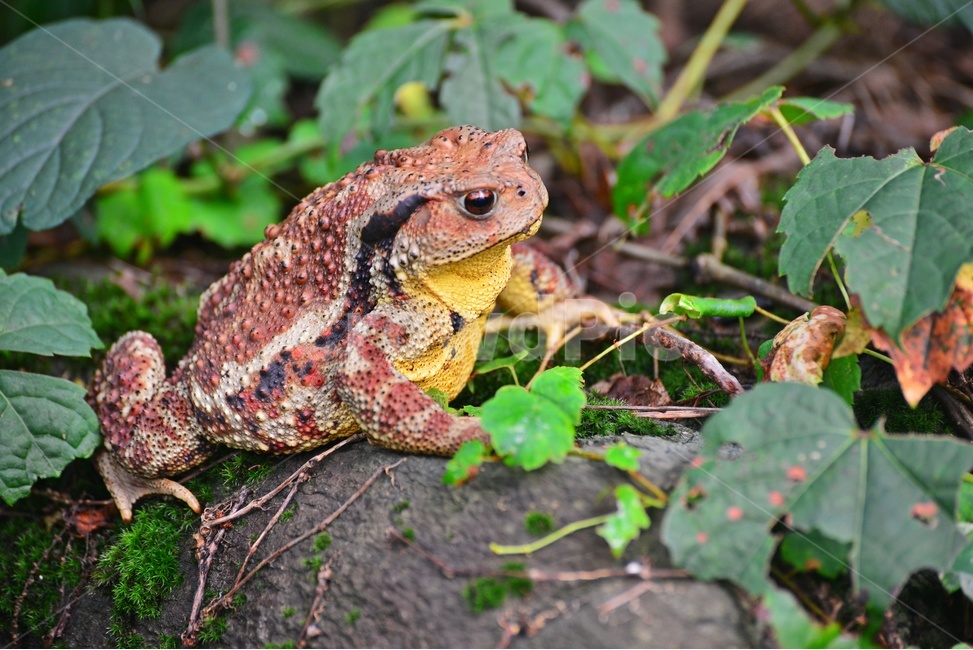 animal,동물,toad,두꺼비,wildlife,야생동물,파충류,양서류,개구리,숲속,바위,동물,animal,파충류,양서류,reptile,amphibian
