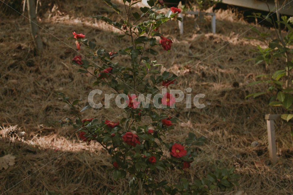 동백꽃,꽃,나무,붉은꽃,식물,동백나무,식물,자연,plants,nature,꽃,flower