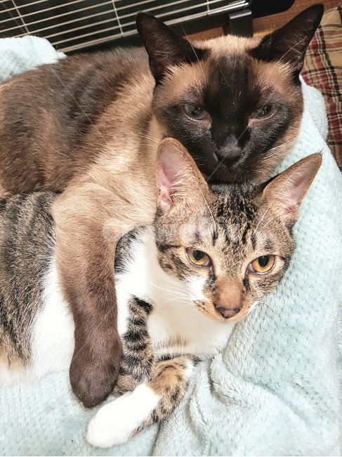 고양이,냥이들,두마리,껴안기,다정함,cat,hug,동물,animal,포유류,mammal,고양이,cat,kitten,kitty