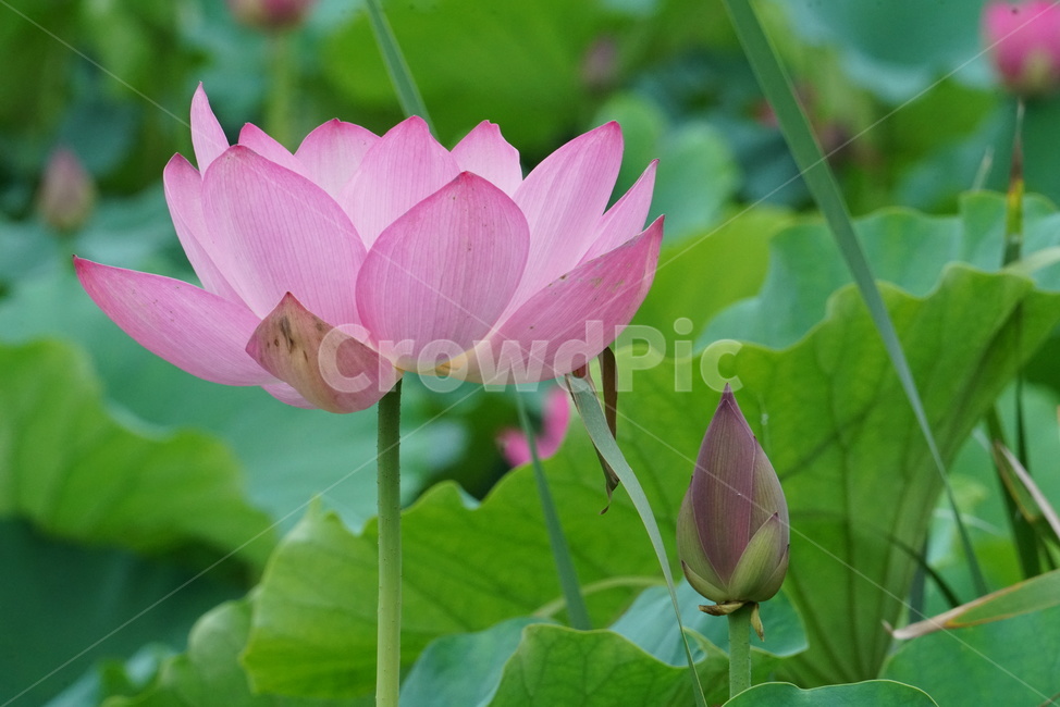 연꽃,련꽃,수련과,담수초,수중식물,식물,lotus,수초