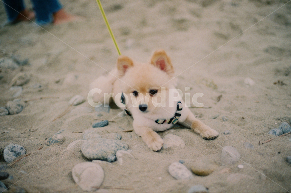 강아지,귀여움,동물,포메라니안,cute,animal,모래밭,필름,필름사진,감성사진,귀엽다