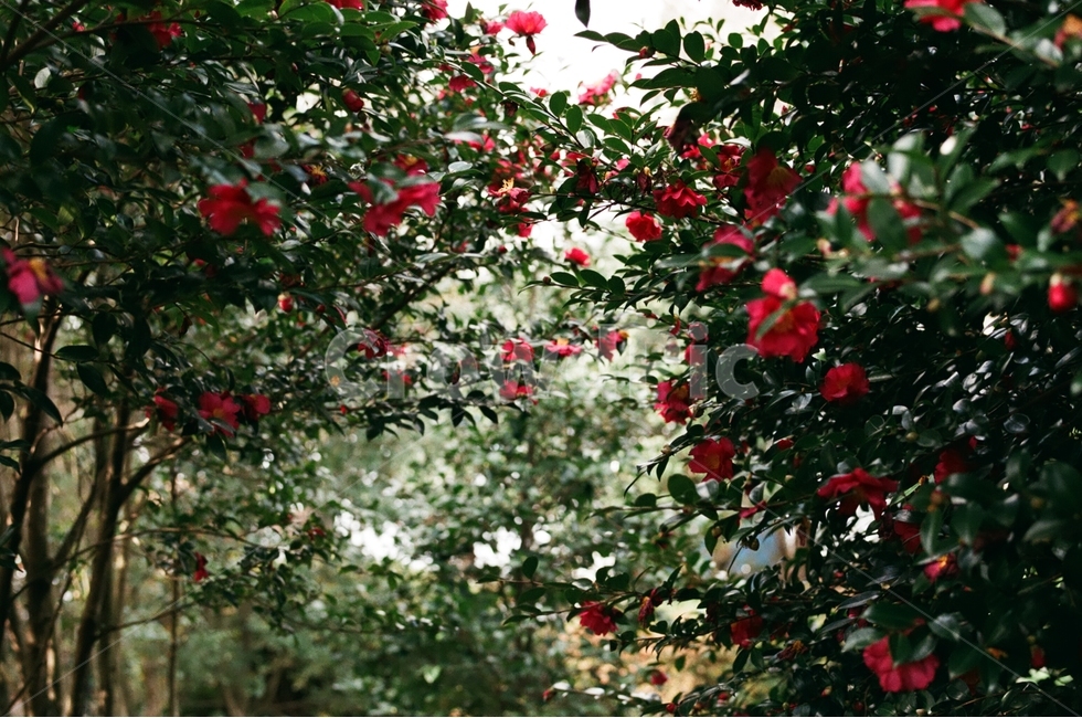 제주도,필름사진,동백꽃,겨울동백,겨울제주,감성,식물,자연,plants,nature,꽃,flower,감성,sensible,feeling
