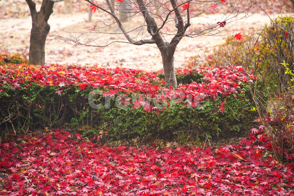 단풍,나무,낙엽,가을,계절,감성,공원,식물,자연,가을,계절,fall,autumn,season,식물,자연,plants,nature,나무,trees,wood,plant,leaf,잎